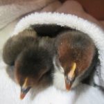 little stars preschool moville baby chiks