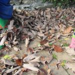 autumn preschool moville little stars