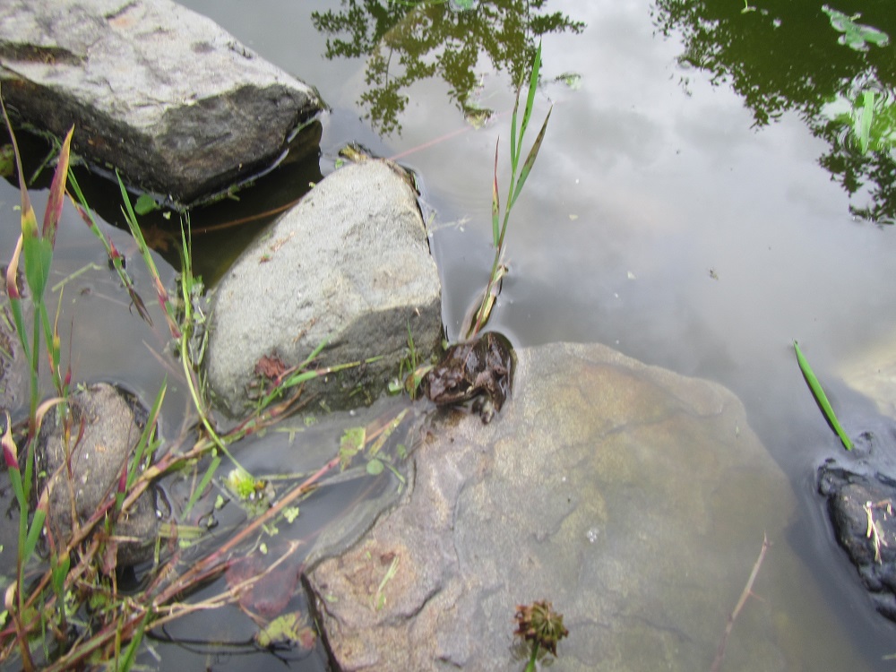 frog moville preschool