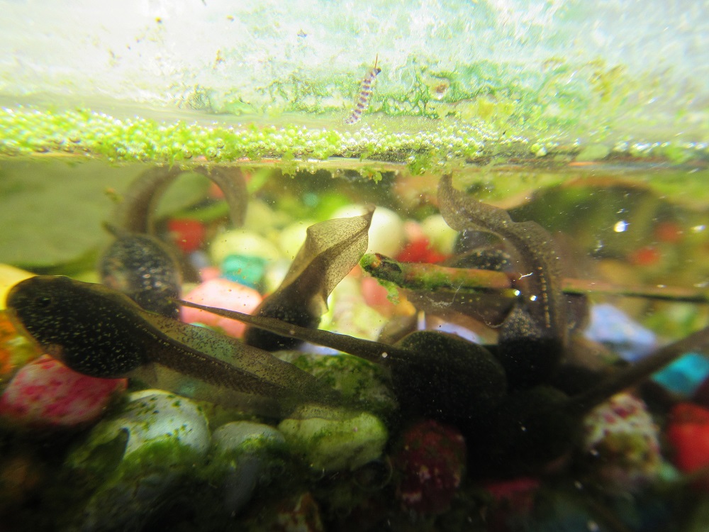 tadpoles moville