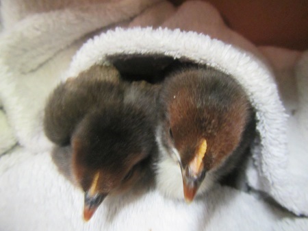 little stars preschool moville baby chiks