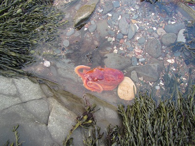 little stars preschool moville octopus