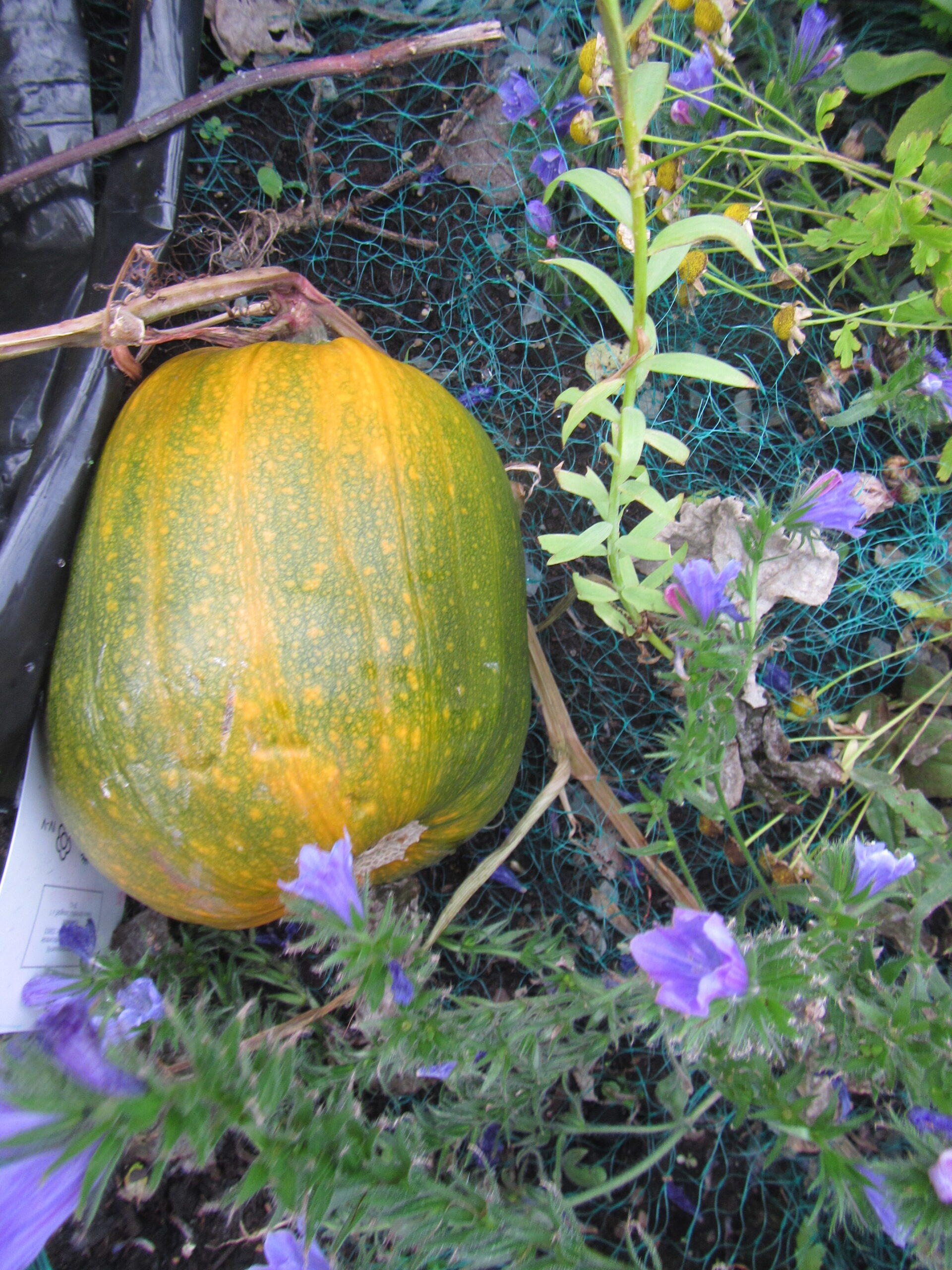pumpkin preschool moville little stars